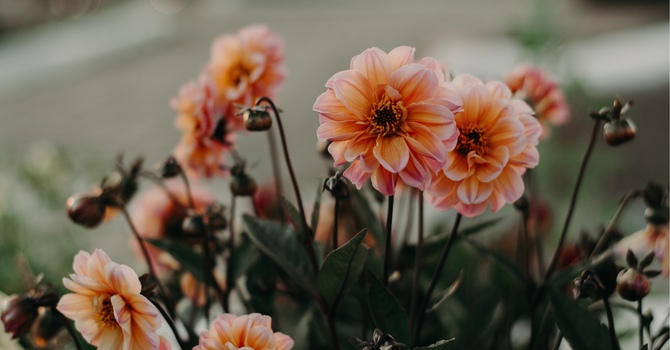 Anxiety Counselling in Vernon: How Professional Support Helps You Find Calm